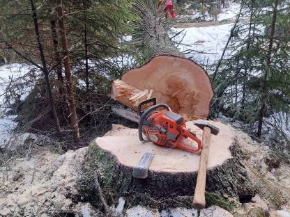 Bild 8:Forstarbeiten und Holzbringung