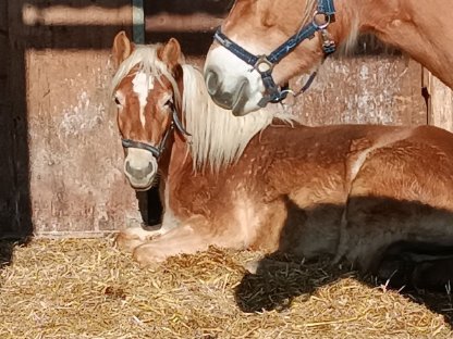 Haflinger Stute 2-jährig