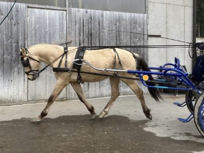 Reitpony Wallach zu verkaufen