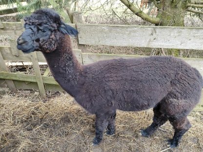 Bild 2:Alpaka Junghengst