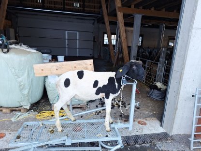 Verkaufe gescheckten Widder HB Abstammung