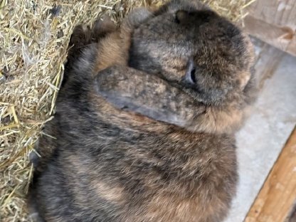 Mini Lop Kastrat