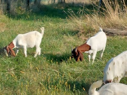 Bild 7:Altziege zu verkaufen