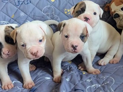 American Bulldog Welpen