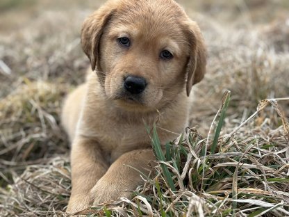 Labrador Welpen mit Ahnentafel