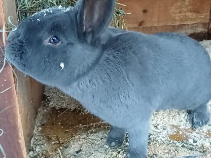 Bild 2:Habe Blaue Wiener Rammler