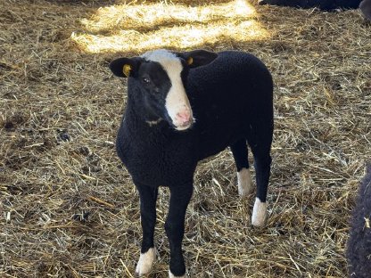 Bild 2:Zwartbles Lämmer aus Bio-Herdebuchzucht