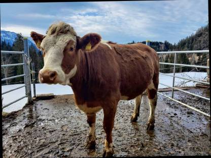 Bio Fleckvieh Kalbin trächtig