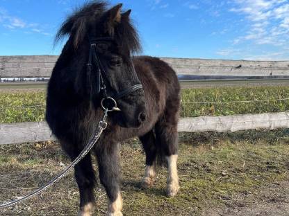 Zuckersüßes Pony - geritten & gefahren