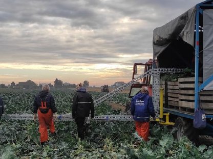 Belt harvesting conveyor broccoli cabbage - Kohl, Brokkoli