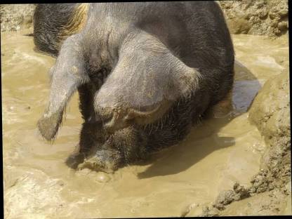 Bild 4:Schweinefleisch von Freilandschweinen