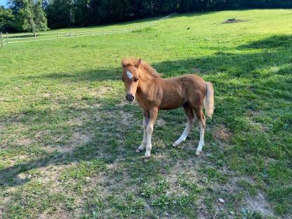 Pony Hengst Rocky