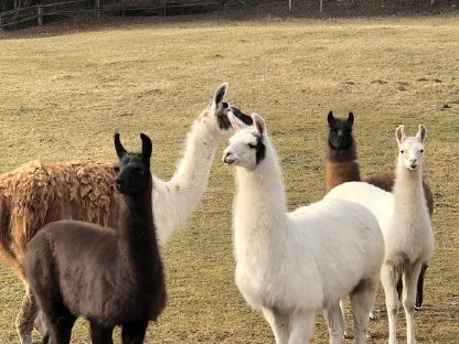 Lamas