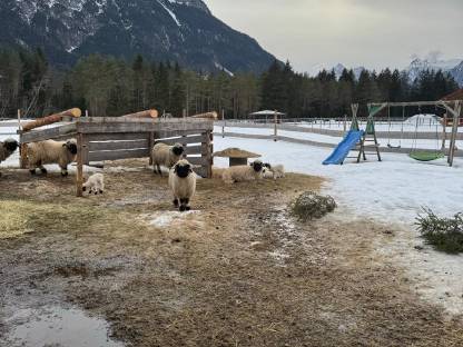 Walliser Widderlämmer zu verkaufen