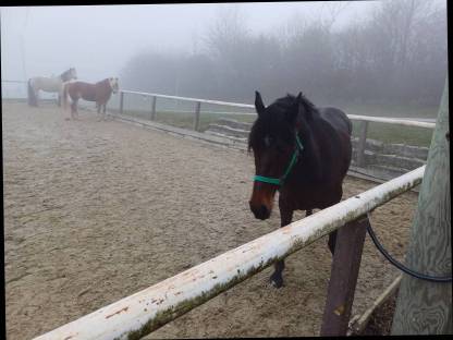 Friesen-Warmblut-Mix