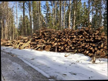 Buchenholz zu verkaufen