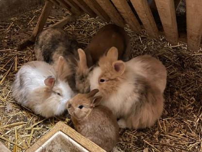 Jungkaninchen Farbenzwerg, Löwenkopf