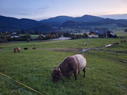 Galloway Belted Stier