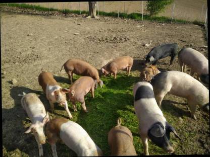 Schweinefleisch von Freilandschweinen