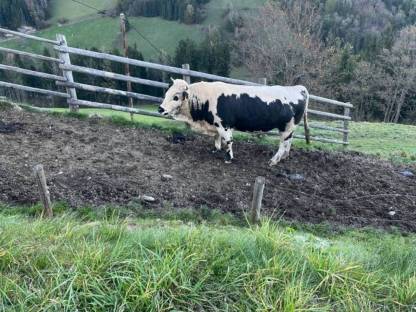 Pustertaler Sprinzen Stier