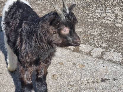 Walliser Schwarzhalsziegenbock