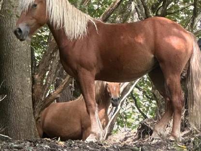 Haflinger-Mix Stute