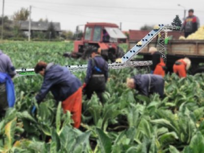 Bild 3:Belt harvesting conveyor broccoli cabbage - Kohl, Brokkoli
