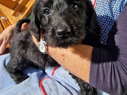 Bild 6:Labradoodle F1 vom Biobauernhof