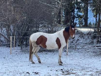 Pinto - Warmblut Wallach