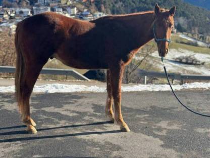 Sweetie Shines ist ein Quarter Horse Wallach