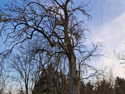 Baumstamm Obstbaum Apfelbaum, Birnenbaum