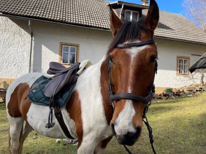 Pinto-Warmblut-Mix Wallach