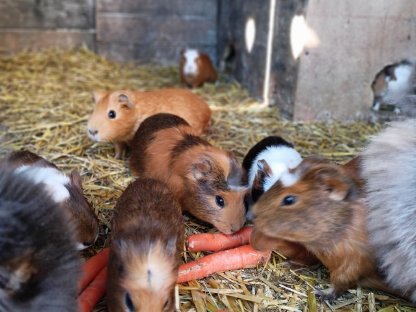 Meerschweinchen