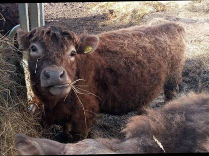 Galloway Kuh mit Hereford belegt