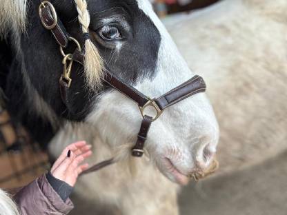 Tolle Irish Cob Tinkerstute - offen für alle Sparten