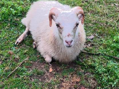 Bild 2:Quessant Bock/Aue