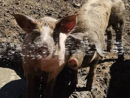 Bild 3:Schweinefleisch von Freilandschweinen