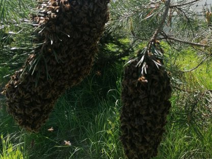 Natur-Bienenschwarm