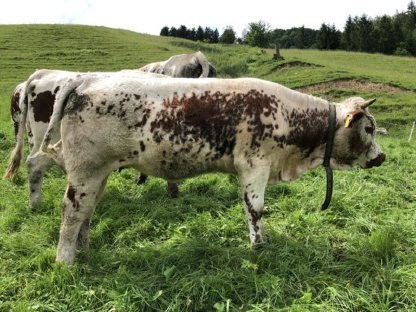 3 Bio Sprinzen Kalbinen