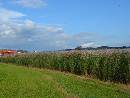 Miscanthus Rhizome