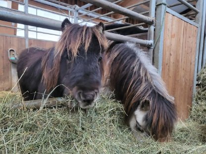 Zukünftiges Therapiepony