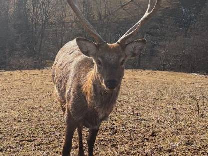 Verkaufe Sika-Dybowski Hirsch