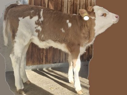 FV Zuchtkalb zu verkaufen genetisch hornlos