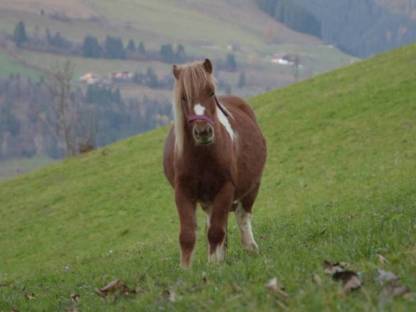 Pony Stute 2-jährig