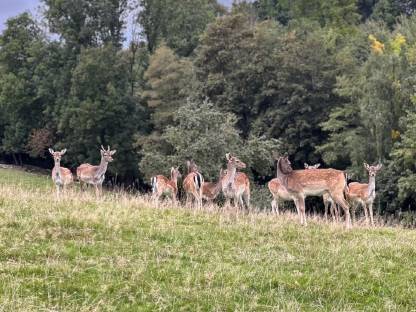 Damwild aus Bio-Haltung