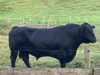 Verkaufe oder tausche Angus Stier