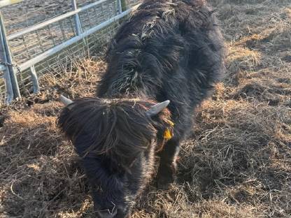 Highland Zebu Mix Bulle