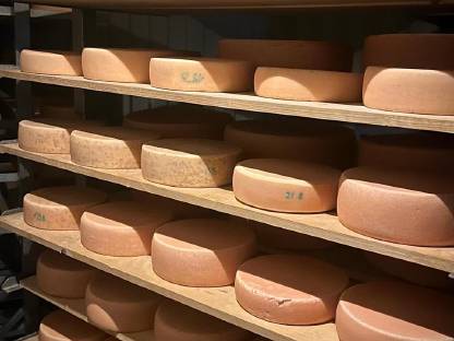 Bild 4:Almplätze für Milchvieh, Jungvieh, Pferde