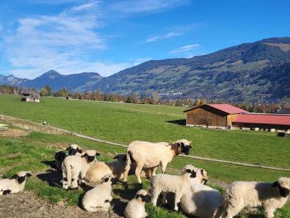 Verkaufe mehrere HB Schafe