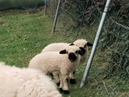 Walliser Schwarznasen Lämmer